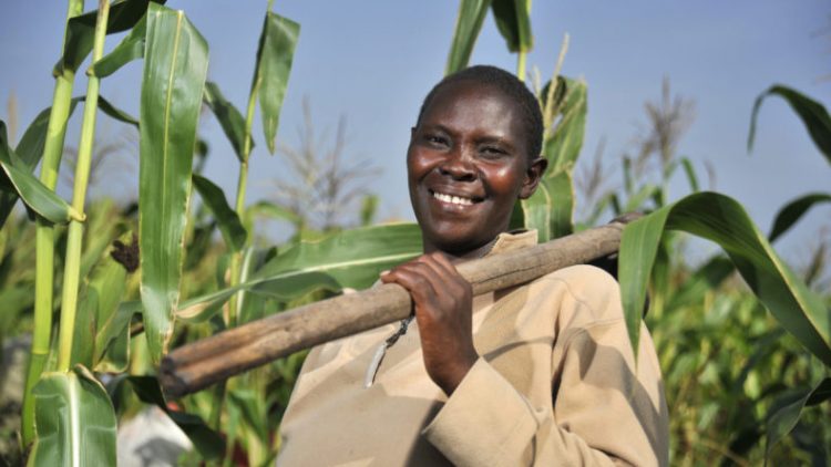 Soybean Counters: Malawi Farmers Surge to Profits