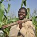 Soybean Counters: Malawi Farmers Surge to Profits